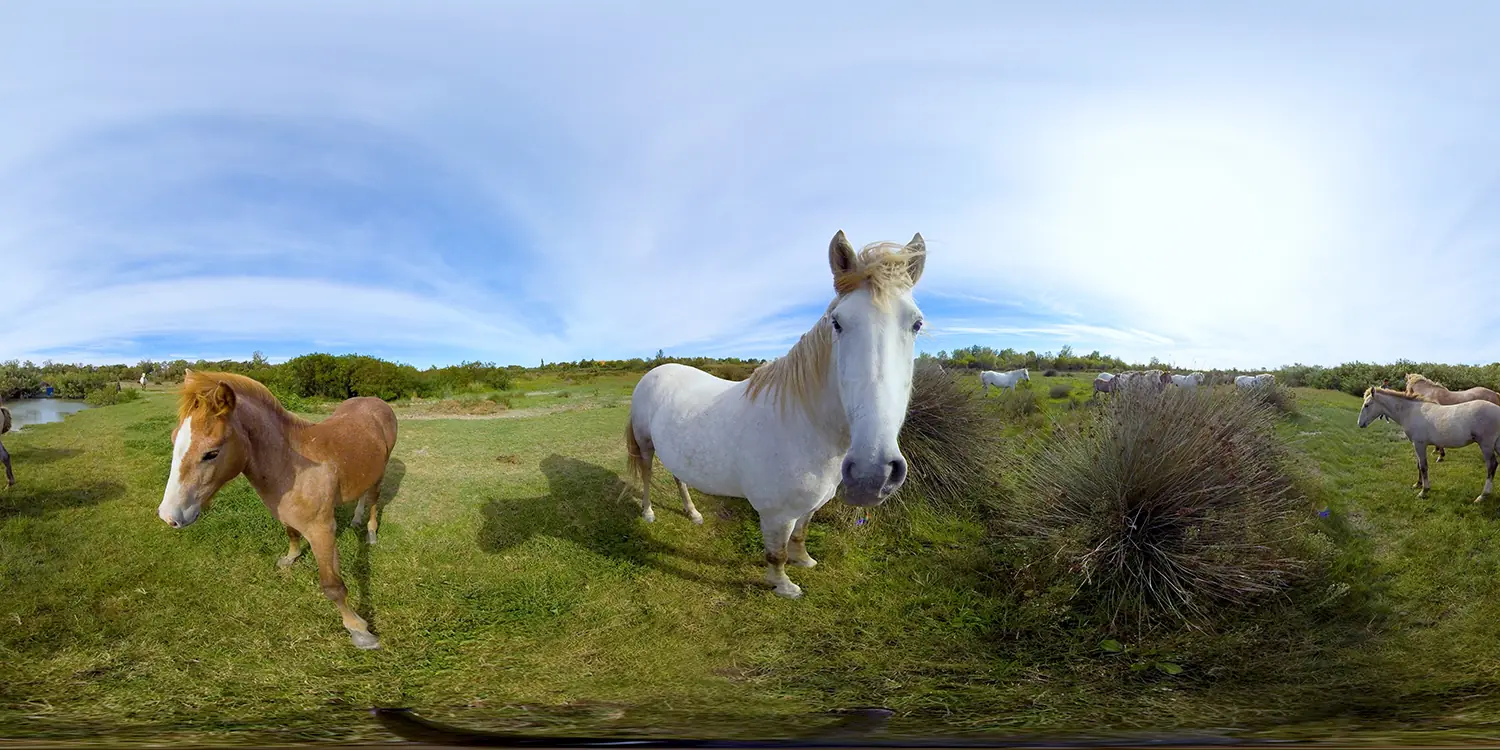 La Camargue